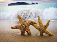 Морские звезды на песке