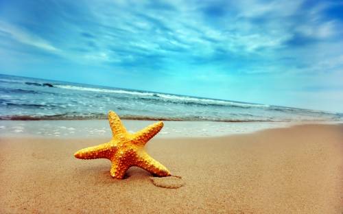 Морская звезда на берегу