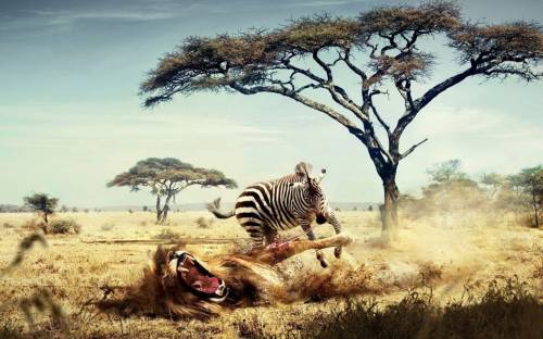 Хищная зебра