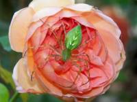 Красивый паук на розе