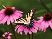 Бабочка Парусник на цветке Эхинацея