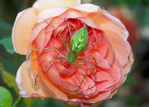 Красивый паук на розе