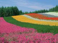 Цветочные поля в Японии