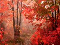 Осень и огненные клены