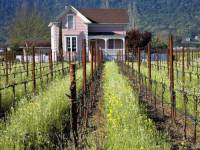 Виноградники долины Напа, Калифорния