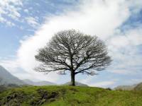 одинокое дерево на холме