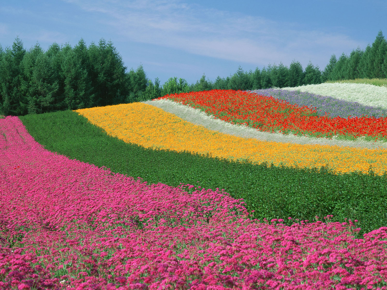 Хоккайдо Япония разноцветные поля