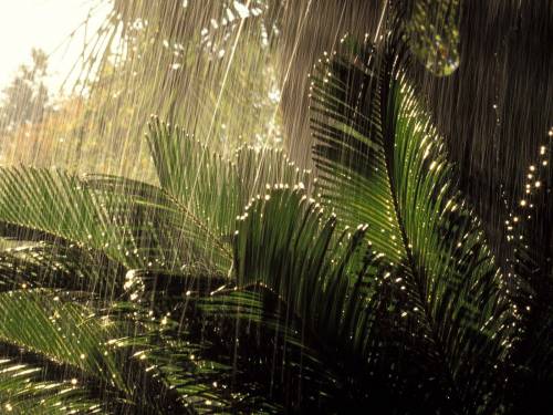 Дождь в джунглях
