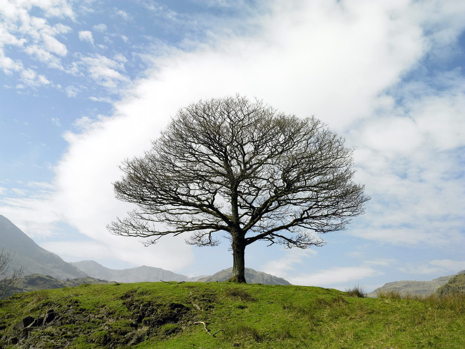 Дерево миллера. Дерево Утун Геншин. Сухое дерево. Одинокое дерево на Холме. Дерево картинка.