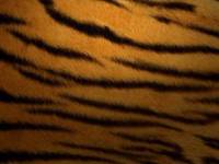 Тигровый палас