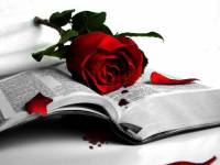 Книга, роза и капли крови