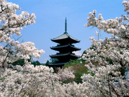 Cherry Blossoms, Ninna-Ji Temple Grounds, Kyoto, J