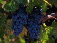Виноград на ветке