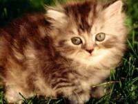 Пушистый полосатый котенок