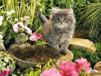 Котенок в цветочном саду
