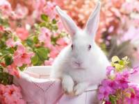 Белый кролик в цветах