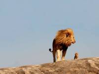 Лев и львенок