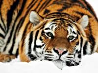 Тигр лежит зимой на снегу