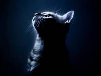 Кот в темноте