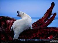 Северный склон Аляски. белый медведь