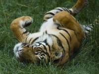 Тигр лежит на траве вверх лапами