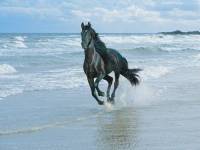Красивое фото лошади