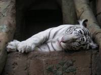Белый тигр спит