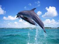 Прыжок дельфинов