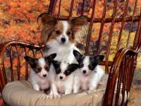 Четыре собачки на кресле