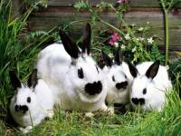 Черно-белые кролики