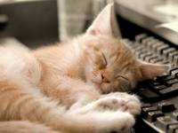 Рыжий котенок спит на клавиатуре