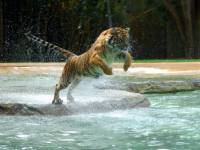 Тигр прыгает в воду