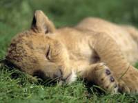Львенок спит на траве