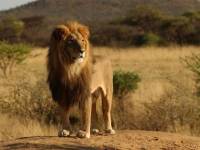 Лев-царь зверей