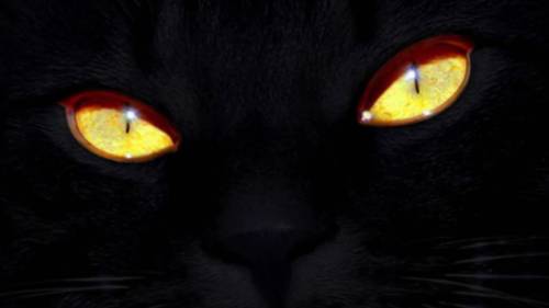 Глаза черной кошки