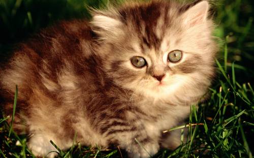 Пушистый полосатый котенок