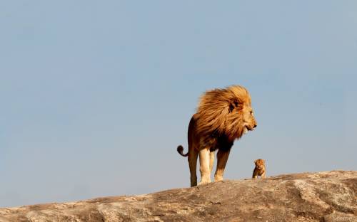 Лев и львенок