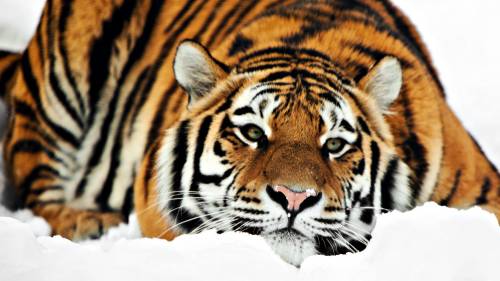 Тигр лежит зимой на снегу