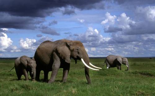 Африканские слоны, Кения