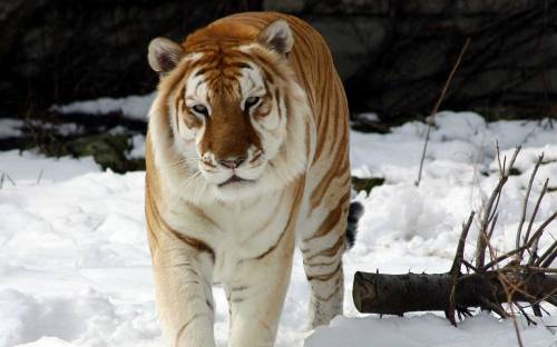 Тигр идет по снегу