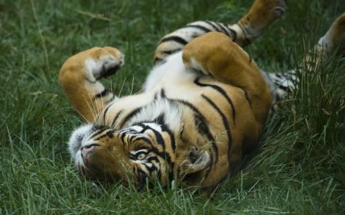 Тигр лежит на траве вверх лапами
