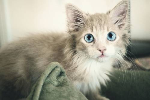 Голубоглазый мохнатый котенок
