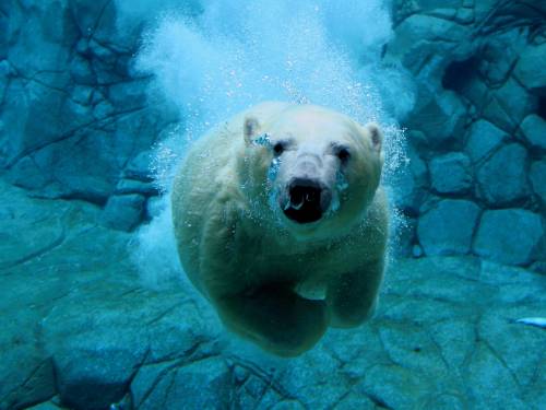 Белый медведь под водой