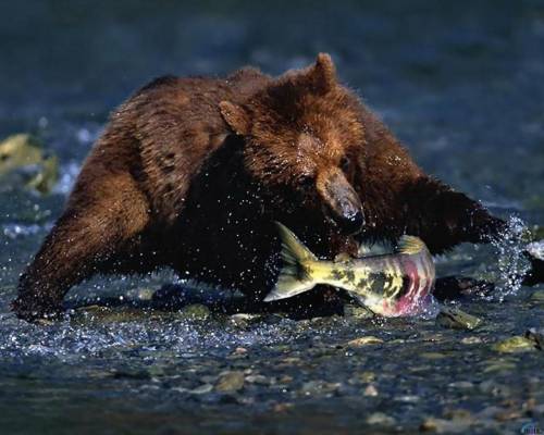 Бурый Медведь ловит лосося (Аляска)