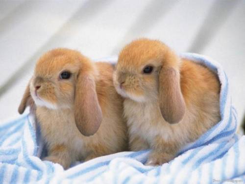Вислоухие кролики