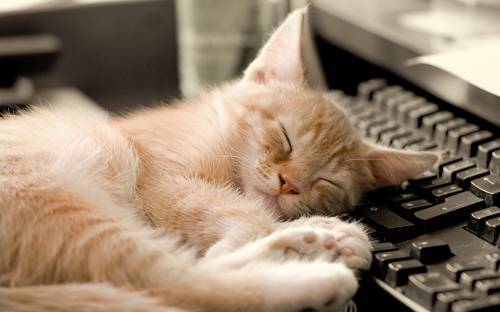 Рыжий котенок спит на клавиатуре