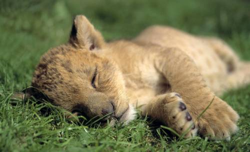 Львенок спит на траве
