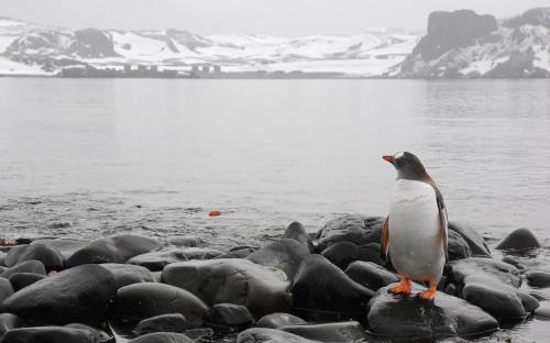 Пингвин на камнях