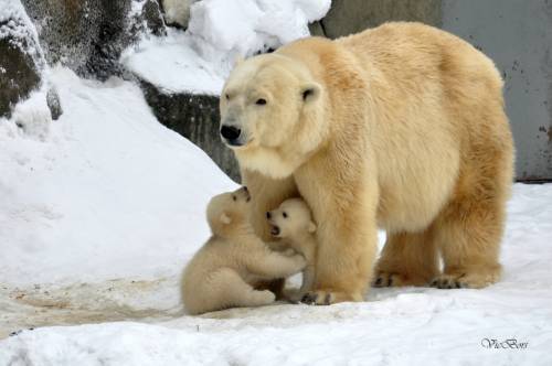 Мама с медвежатами