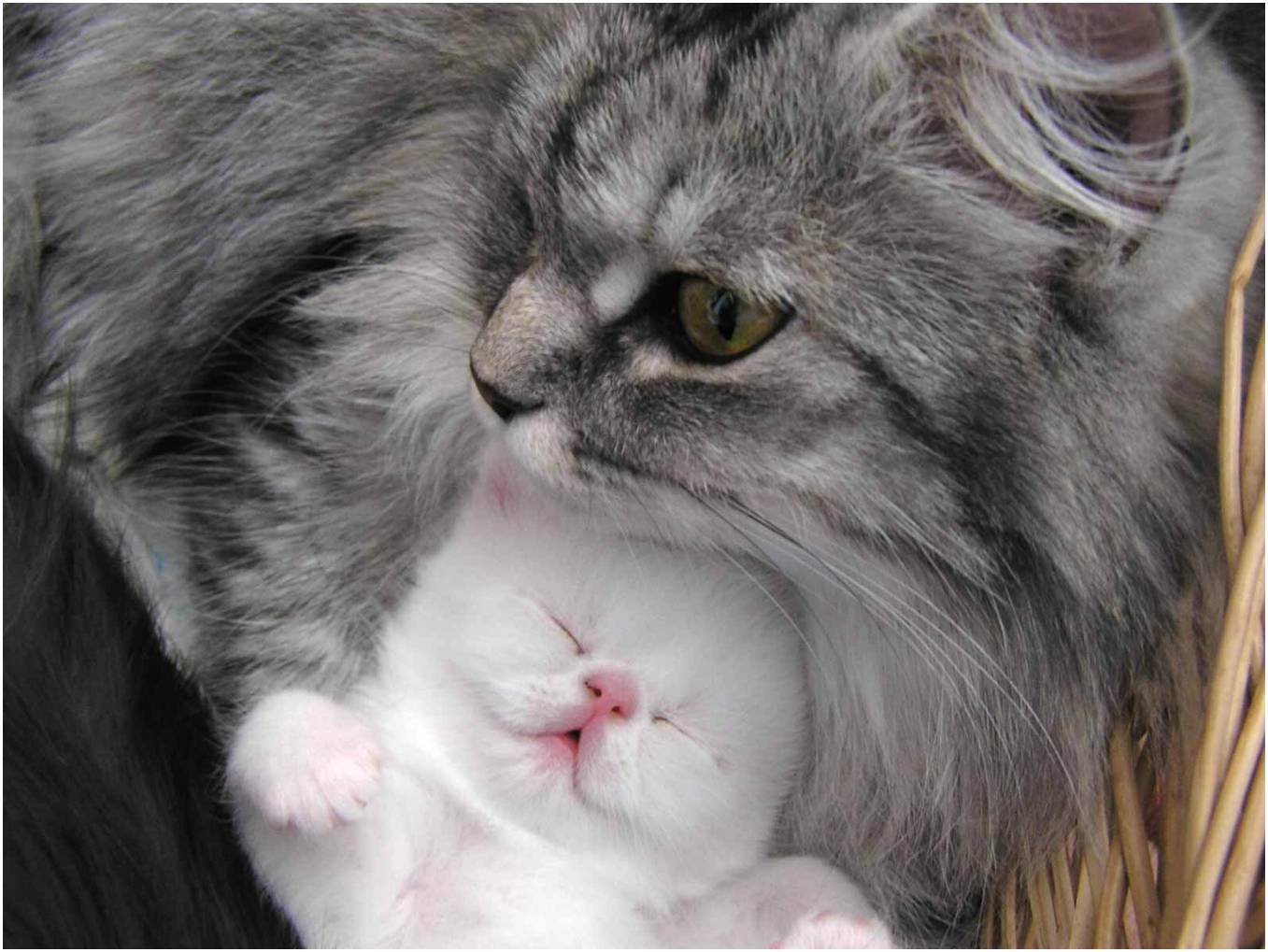Кошечка мама с котенком